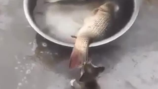 Cute fish