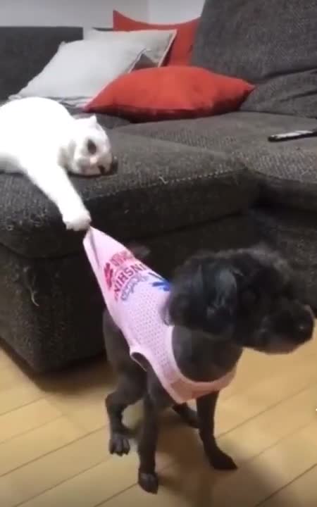 CACHORROS E GATOS ENGRAÇADOS E FOFOS / FUNNY Funniest Animals #shorts
