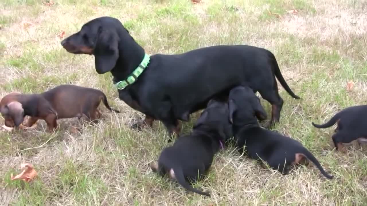 Dachshund - Cute 6 Week Old Puppies