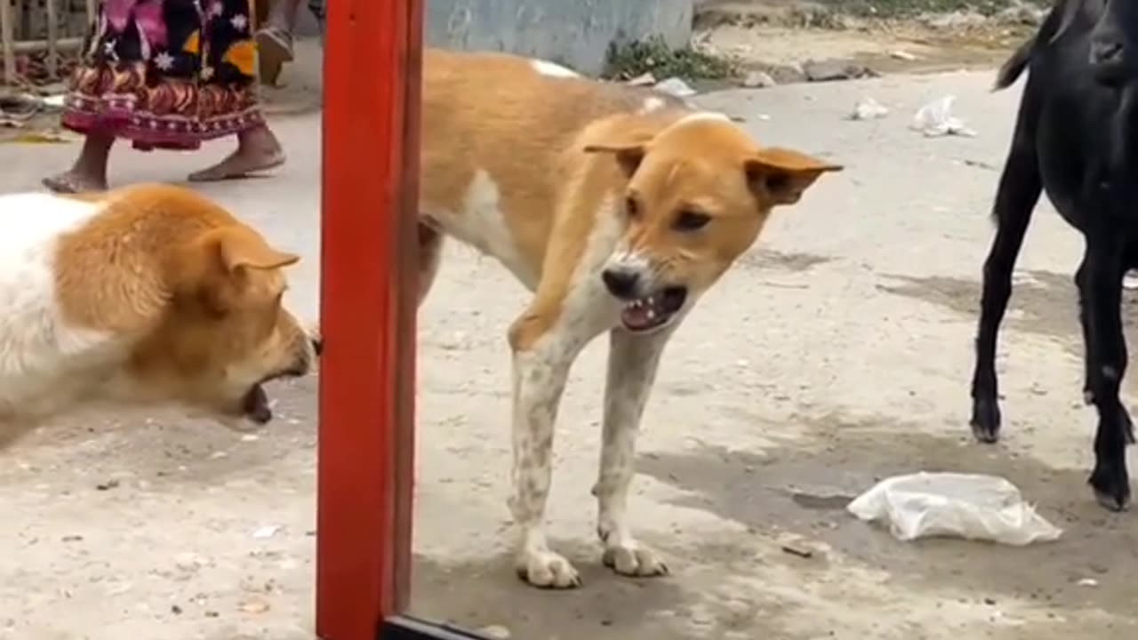 Funny prank dog mirror reaction