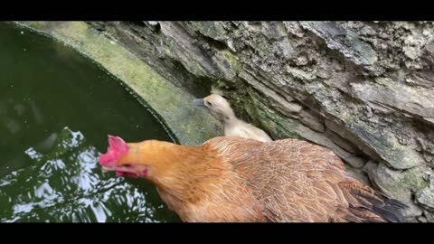 duck in water