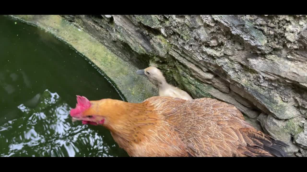 duck in water