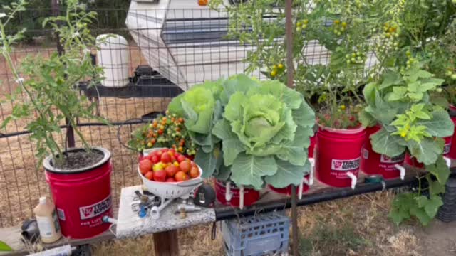 Tomato Bounty