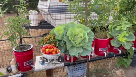 Tomato Bounty