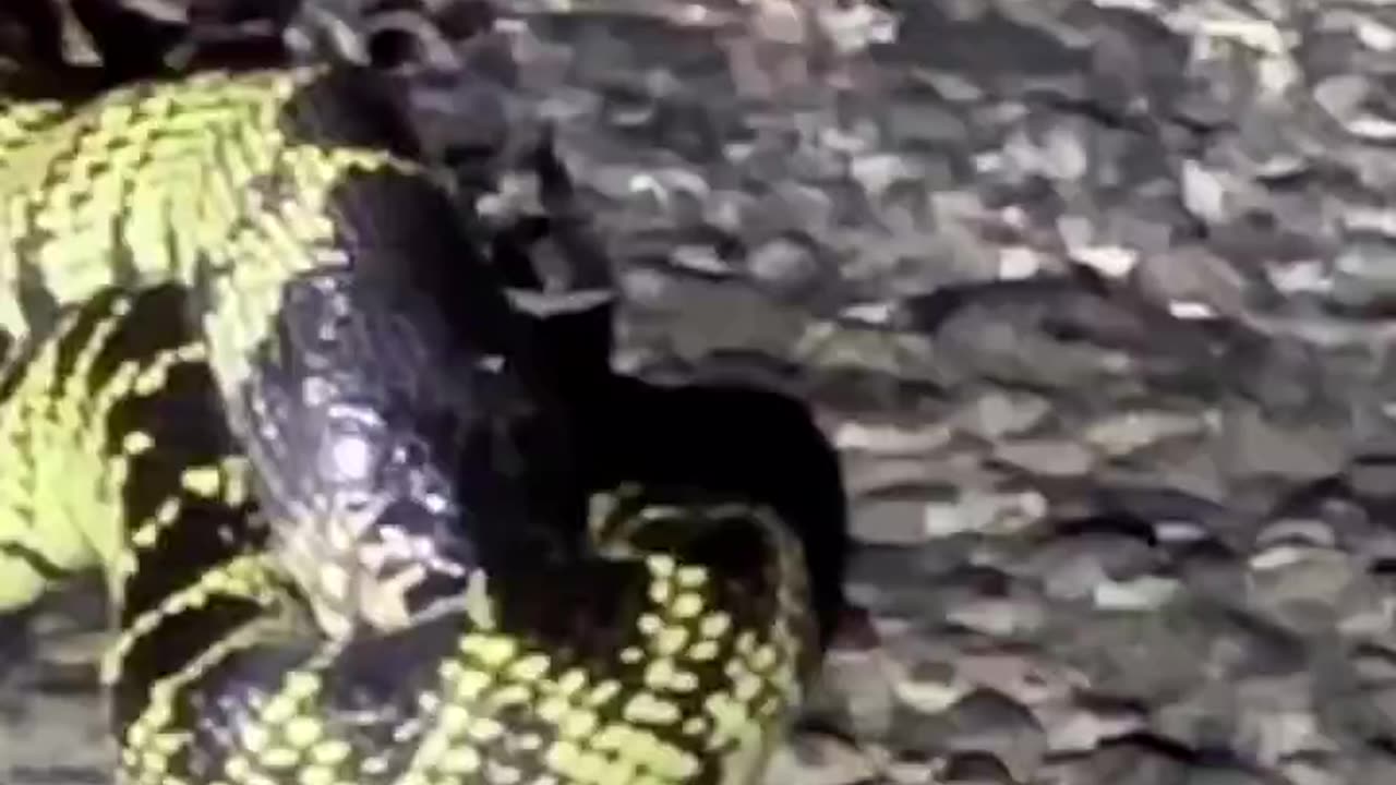 Snake Battle