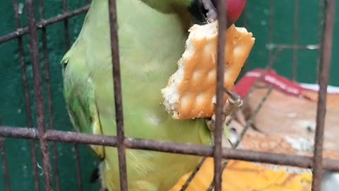 parrot eat biscuits