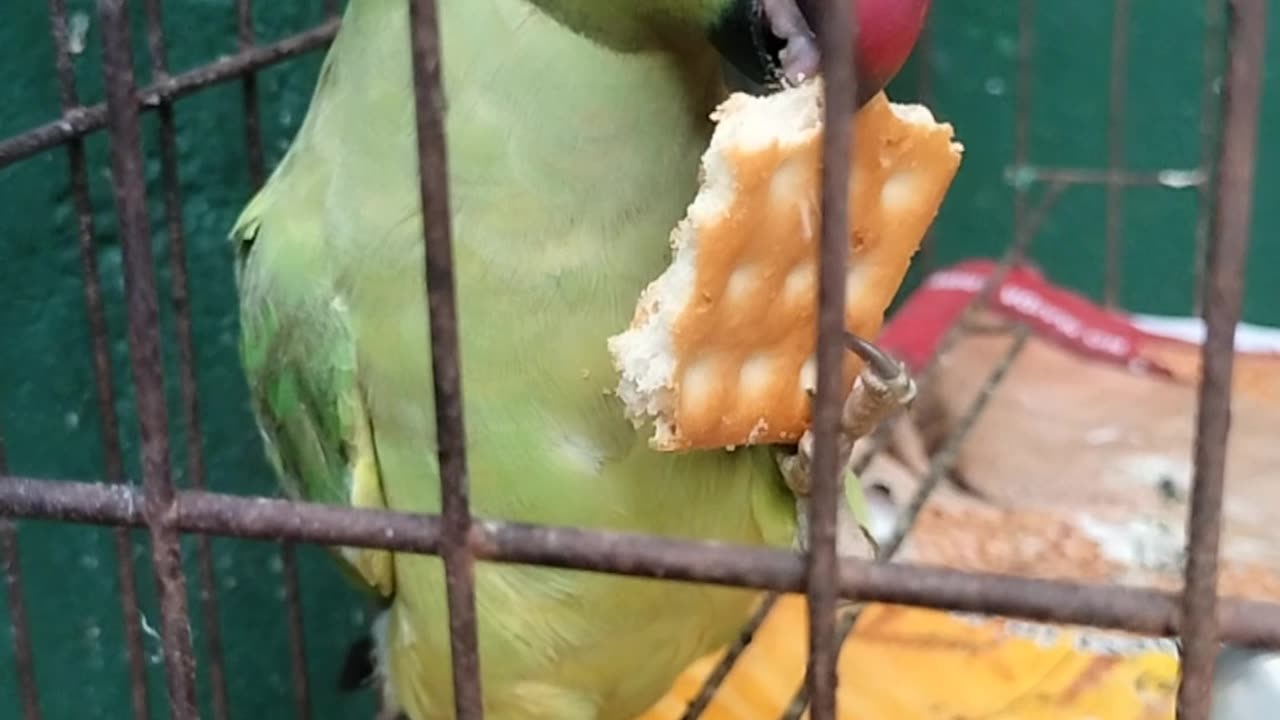 parrot eat biscuits