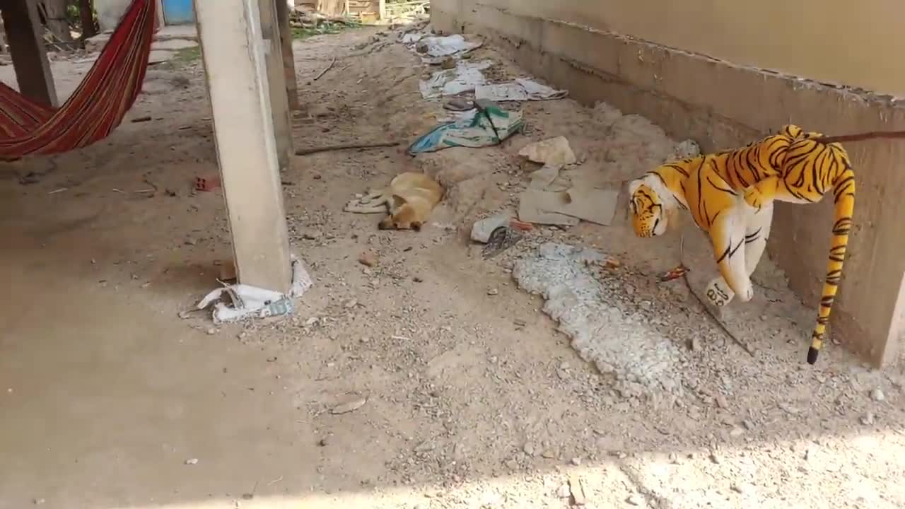 Wow Must Watch!!! Fake Tiger Prank Dog So Funny Comedy Video 2021