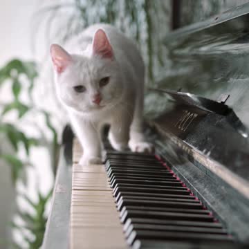 Funny cat playing PIANO enjoy cat with piano
