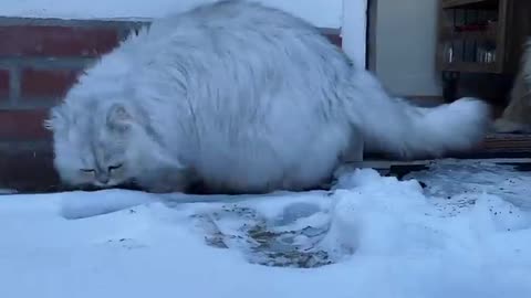 cat and snow