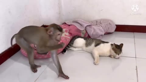 Monkey and cat funny moments