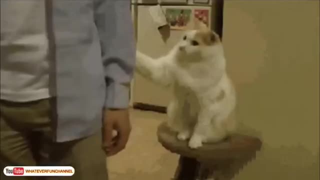 funy cat