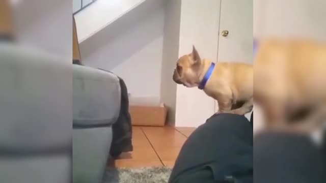 Fighting with short legs, I want to make a leap