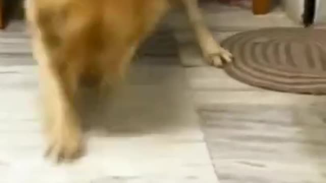 Let's dig! Funny and cute dog #shorts