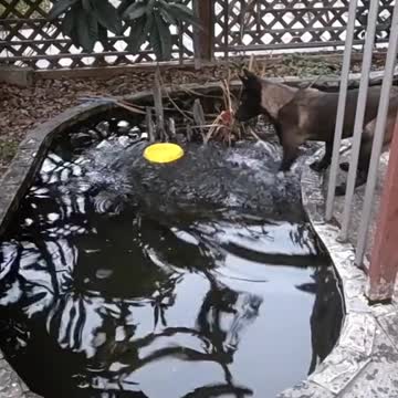 Smart dog retrieves their bowl from the water