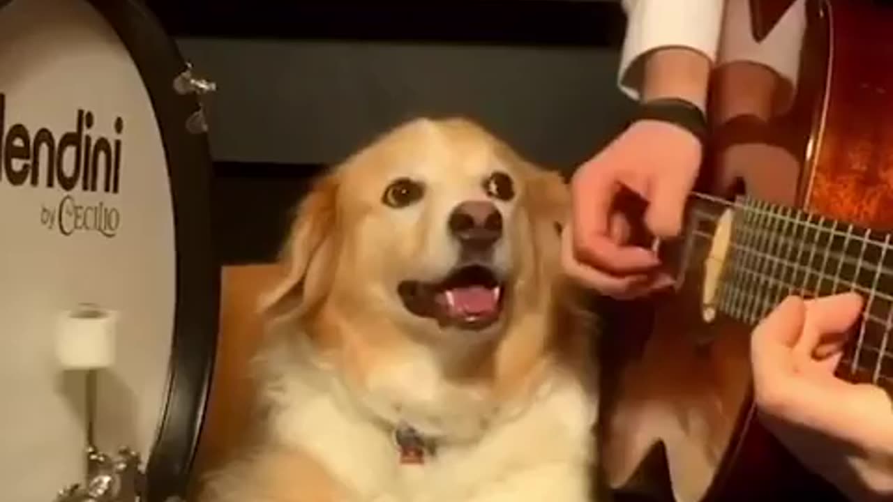 funny dogs