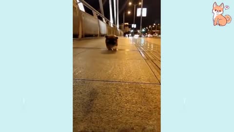 Cute, Smart and Funny Dog Compilation