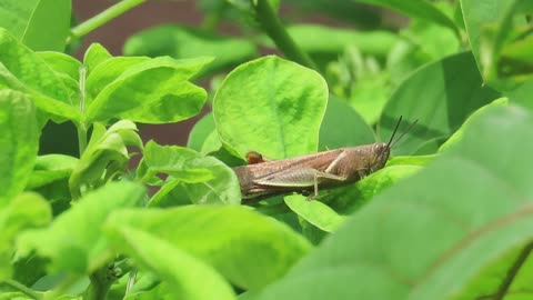 grasshopper eating grass