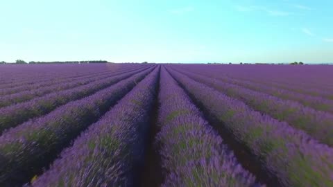 Lavander fields