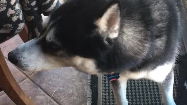 Luke the talking Husky chats with his mommy