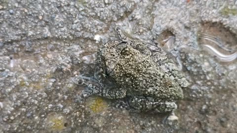 Gray Treefrog