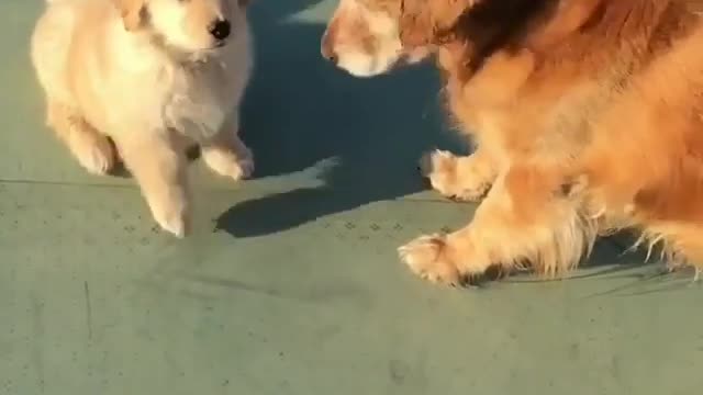 Look at the little big dog playing