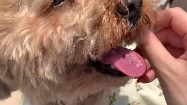 a flower-eating puppy