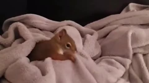 My squirrel is trying to hide