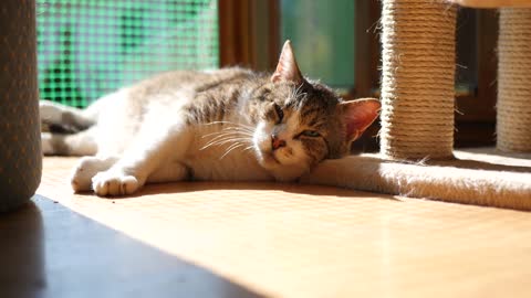 Cat sleeping in rhythm with tail stock