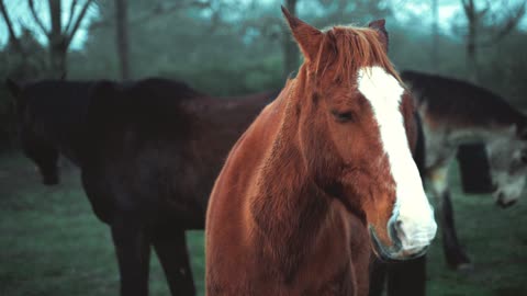 Beautiful Horse Standing On Ladakh Grassland||Cute Horse||Beautiful Horse||Animal Lover