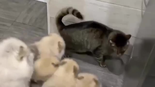 Cat siege by dogs