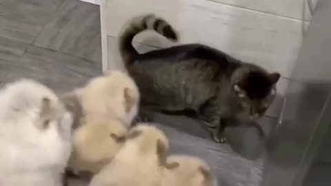 Cat siege by dogs