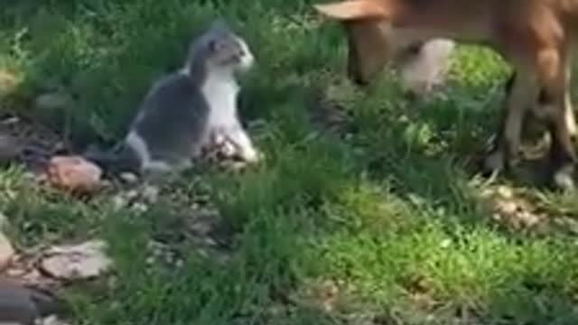 Kitten battles baby goats for farm supremacy