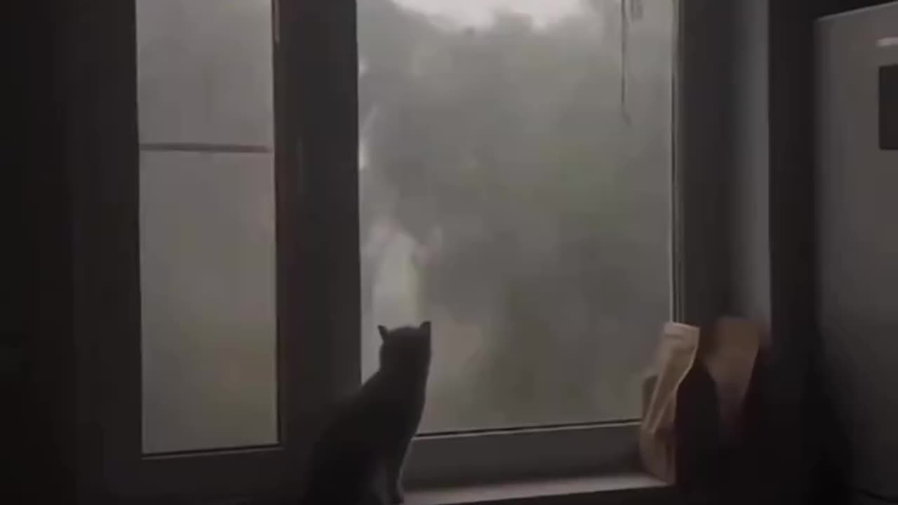 Brave Kitty!