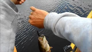 musky eats a bass