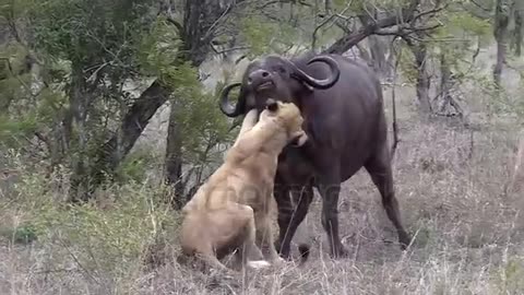 2 lions are trying to hunt