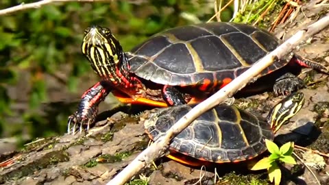 Painted Turtles