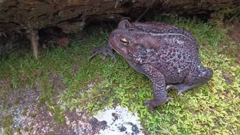 American Toad