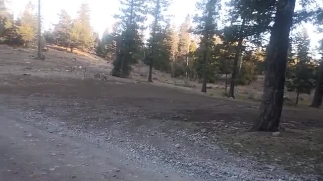 dispersed camping off of Forest road 64 south of Cloudcroft, New Mexico