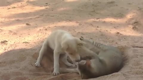 Best Funniest Animals Videos 2023 🐧 - Try Not To Laugh Dogs And Cats 😁