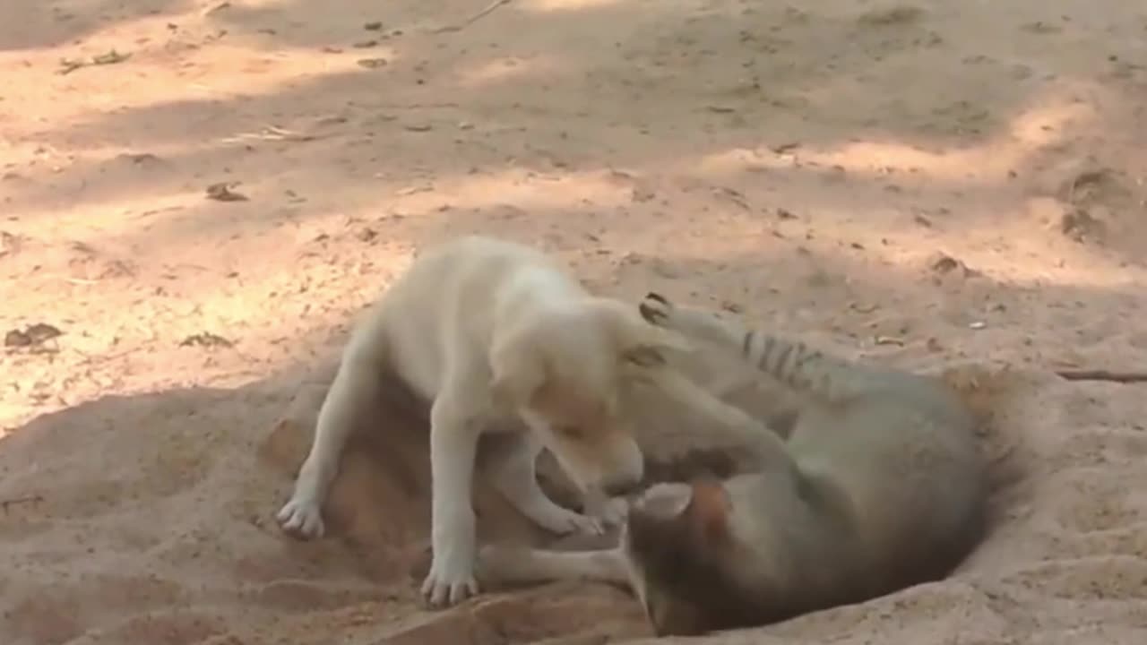 Best Funniest Animals Videos 2023 🐧 - Try Not To Laugh Dogs And Cats 😁