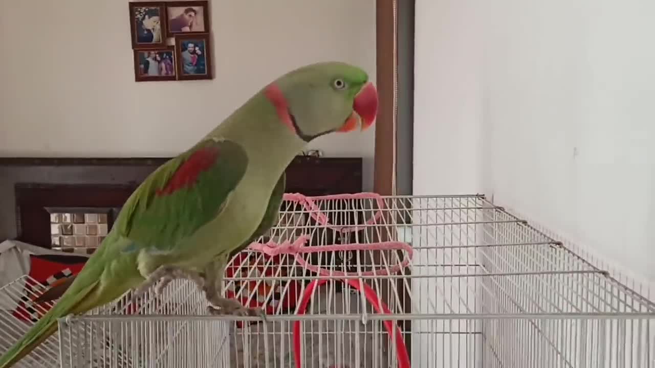 Pablo Parrot jaisi Singing aur Dance Nhi dhekha hoga p7