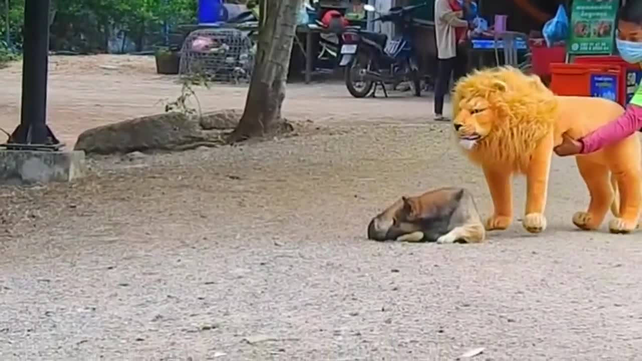 Prank dog with fake lion