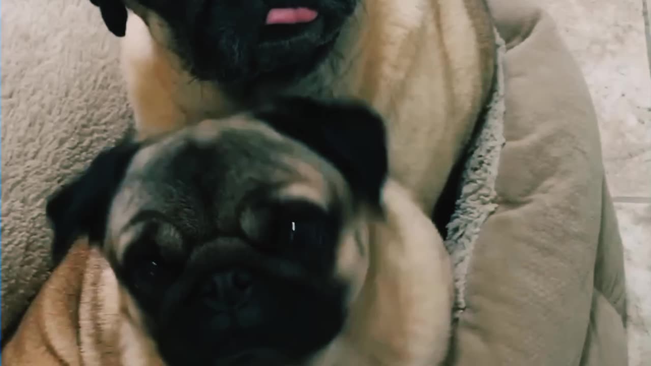 Soo cute and funny pets 🐕 video 😍.