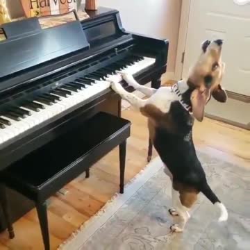 the dog plays and sings - watch this dog play the piano and sing | dog sings and plays piano too
