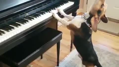 the dog plays and sings - watch this dog play the piano and sing | dog sings and plays piano too