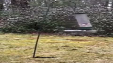 Squirrel takes wild ride on bird feeder