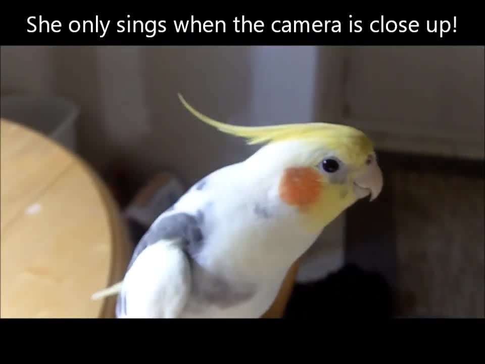 Cockatiel Camera Hog! Smart and funny singing bird is adorable pet!