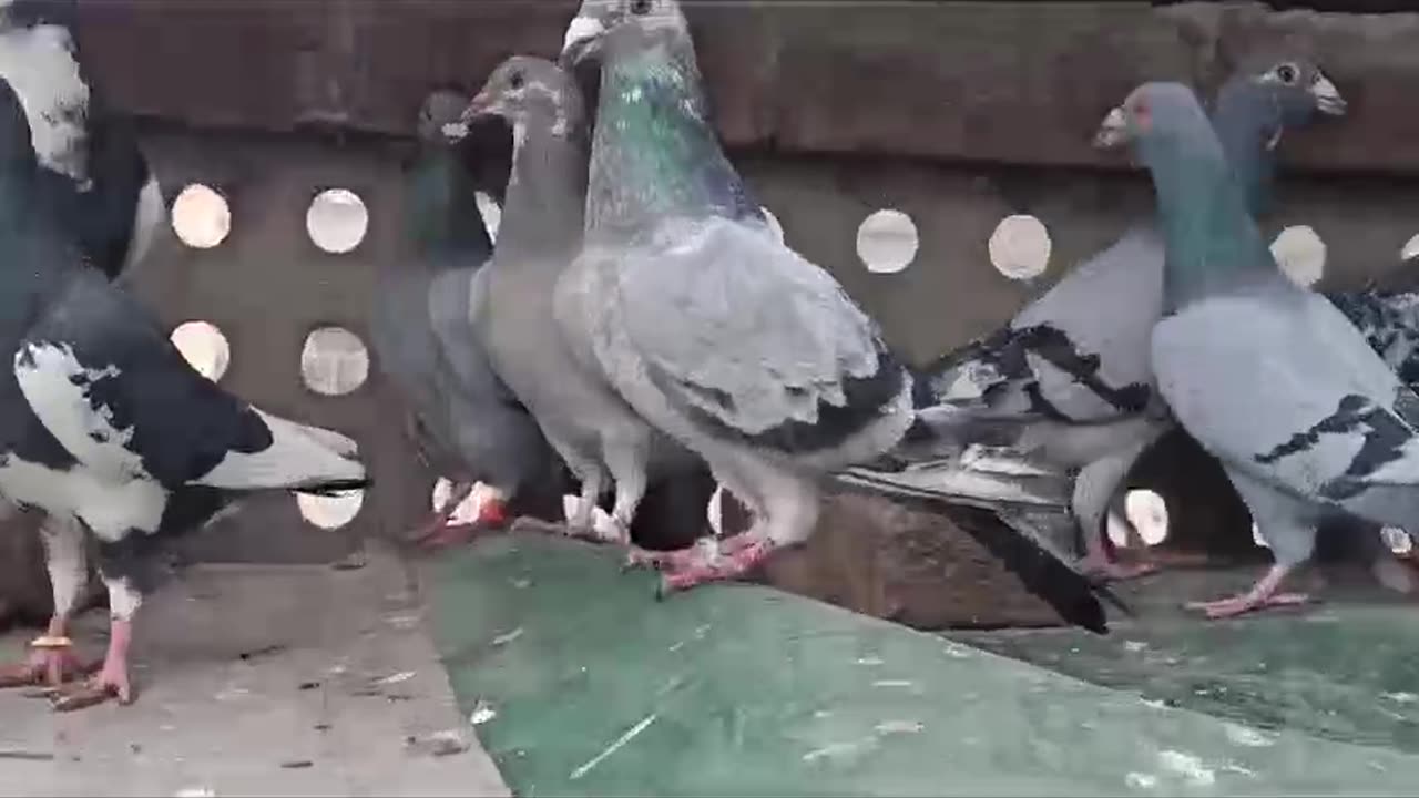 Beautiful pigeon breeder pair best flying