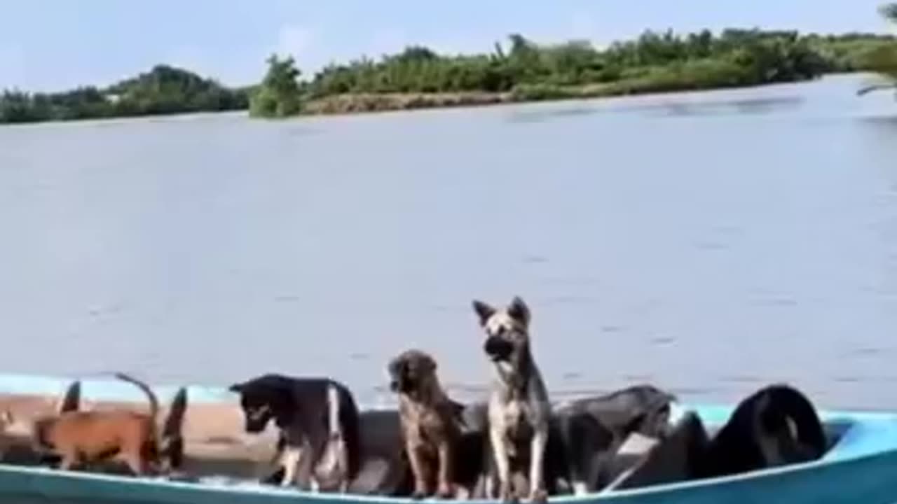 Funny Dog & River